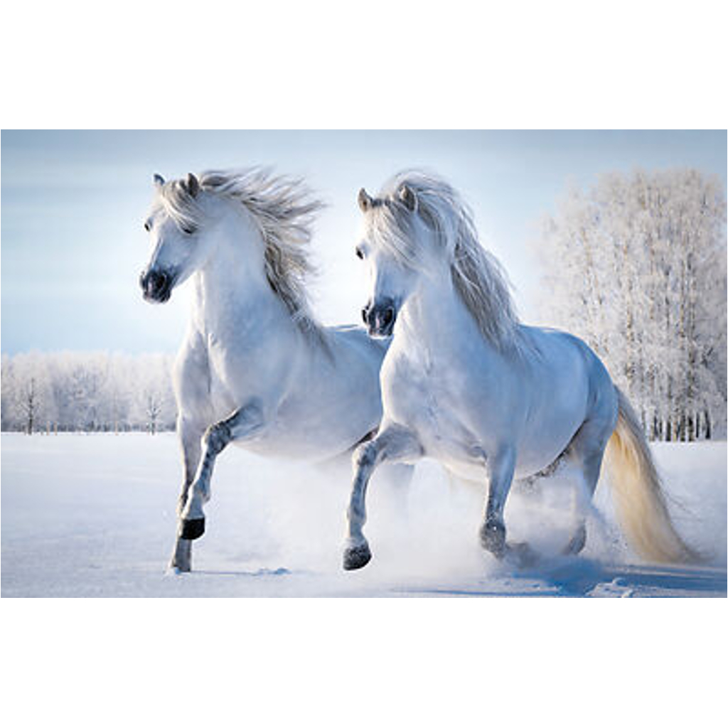 Keilrahmenbild Pferde