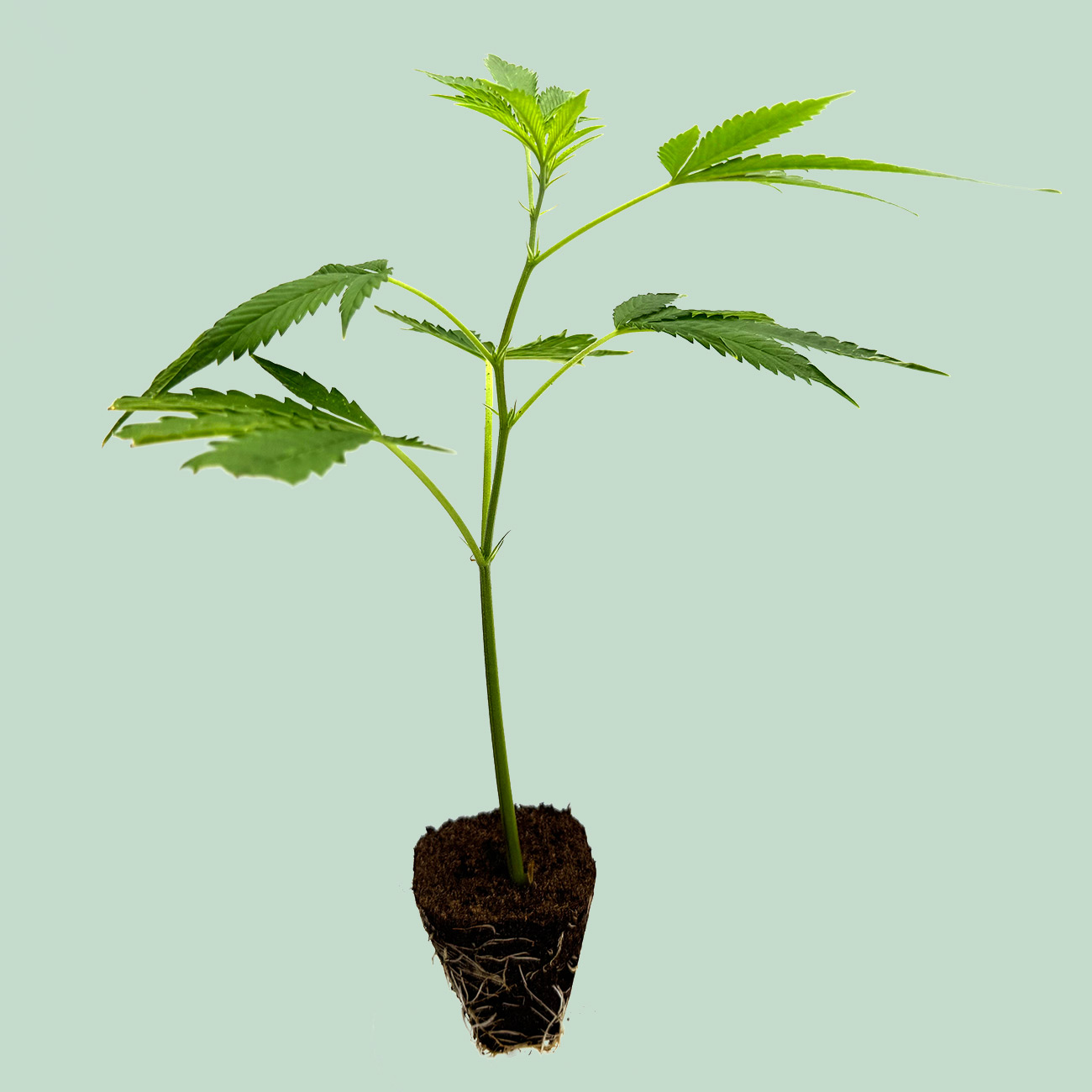 OG Kush - Cannabis Stecklinge