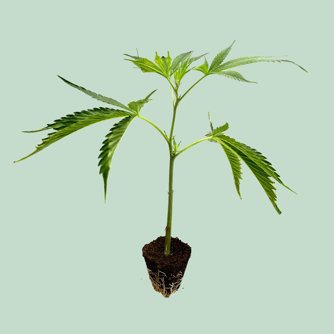 Critical+ 2.0 - Cannabis Stecklinge