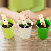 50 stücke Bambus Anlage Etiketten Umweltfreundliche Holz Anlage Zeichen Stichworte Garten Marker Für Samen Topf Kräuter Blumen Werkzeuge CSV