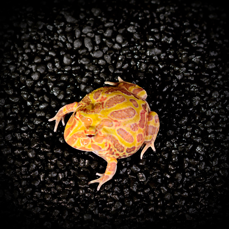 Gehörnte Frosch Substrat Frosch Bettwäsche Aktivkohle Terrarium Vivarium Substrat Amphibien Substrat Bettwäsche Leicht zu Reinigen