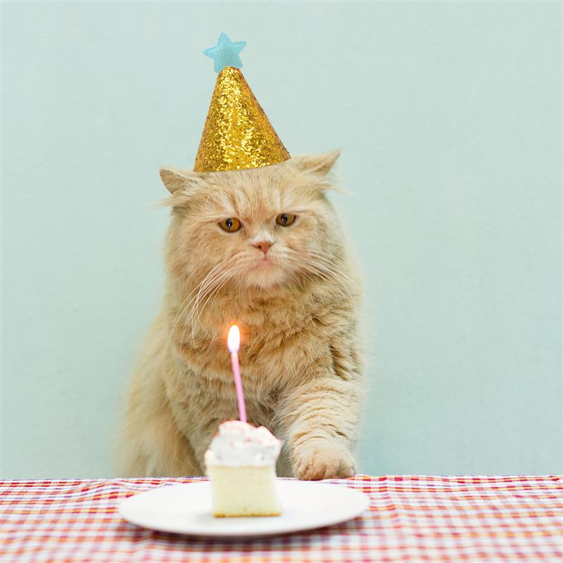 2Stck Haustier Geburtstag Hüte funkeln Stern Dekor Katze Hütte DIY Party Kostüm Hüte Haustier Lieferungen Einstellbar Hütte Haustier Geburtstag Party Dekor