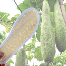 Größe 36 37 38 41 umweltfreundliche natürliche atmungsaktive luffa sohle schuh Pad schuhe Pad