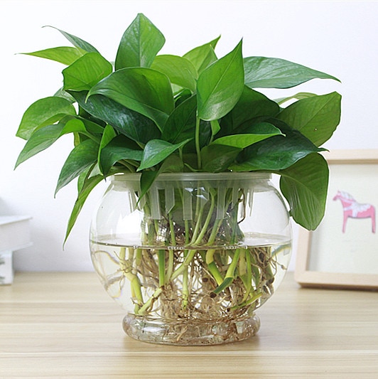 Beliebte 1PC Hohe Borosilikatglas Hängen Glas Blume Pflanzer Vase Terrarium Container-Heimat Garten Ball Dekor