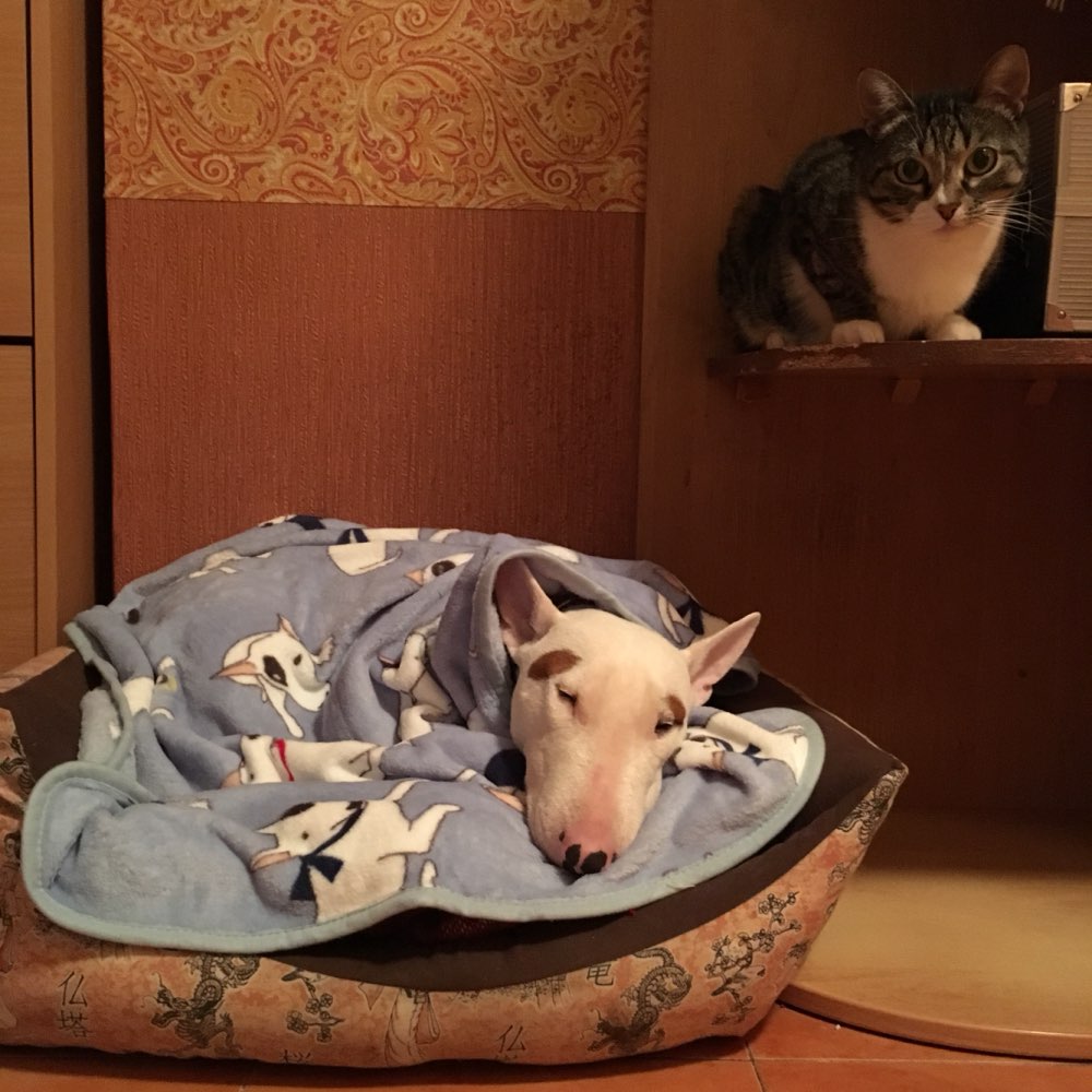 Weiche Vlies Hund Matten Bullterrier Bulldogge Decken Für Bett Matten Haus Katzen Hunde Bett Decke Sofa bett Abdeckung