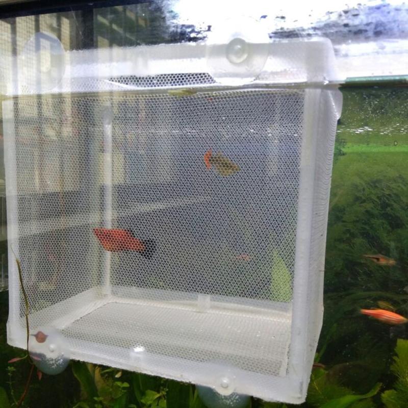 Aquatische Haustier Brüterei Isolation Gittergewebe Kasten Fisch Zucht Inkubator Hängen Netz Behälter Fisch Panzer Separaten Behälter Aquarium Lieferungen