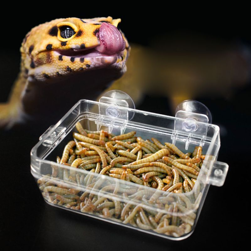 Reptil Zubringer Anti-flucht Lebensmittel Schüssel Schildkröte Eidechse Wurm Live Lebensmittel Container P31E