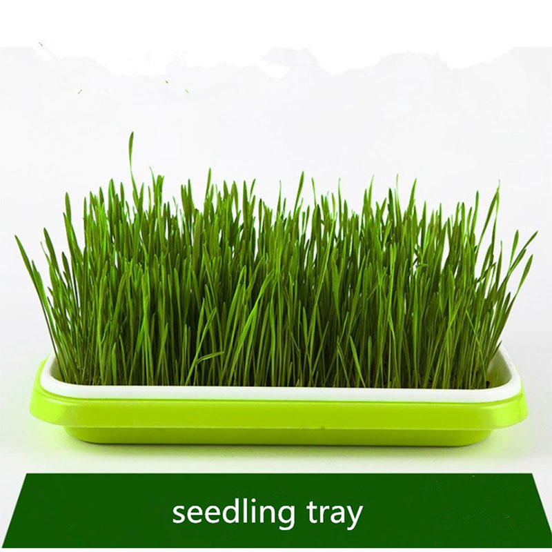 Bohne Sprossen doppelt-Schicht Geschirr Platte Sämling Tablett Plastik Hydroponic Blume Korb Blume Pflanze Heimat Garten Kindergarten Töpfe