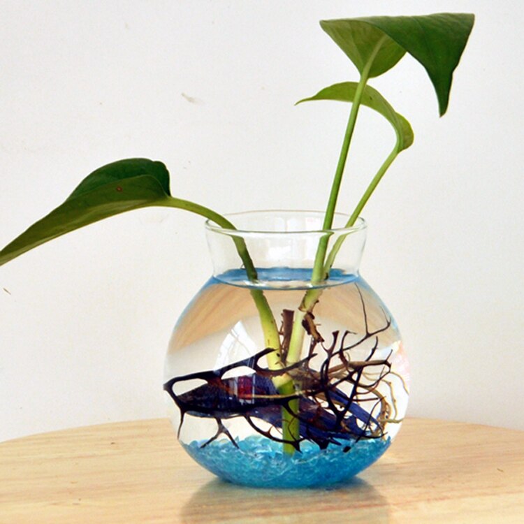Fisch Schüssel Stil Klar Glas Blume Vase Hydrokultur Container Terrarium Dekor