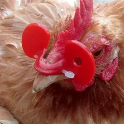 Neue materialien GeflüGel Huhn Brillen Scheuklappen mit Stift gläser für hühner huhn gläser Huhn biss prävention gläser