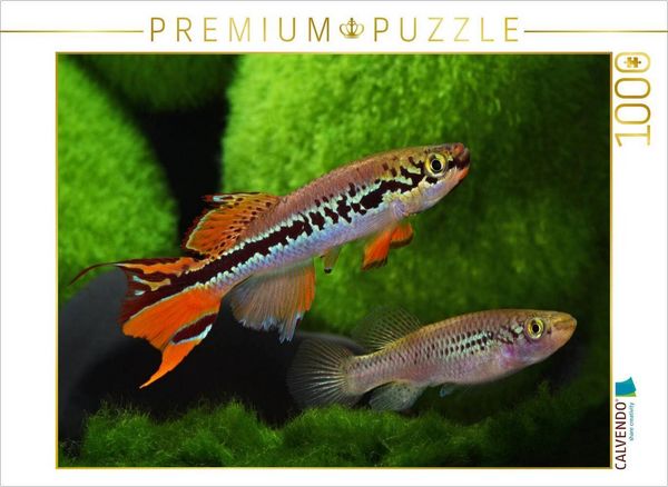 CALVENDO Puzzle Fundulopanchax deltaense - Nigeria 1000 Teile Lege-Größe 64x48cm Foto-Puzzle für glückliche Stunden