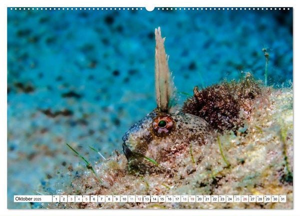 Tauchen im Mittelmeer (hochwertiger Premium Wandkalender 2025 DIN A2 quer), Kunstdruck in Hochglanz