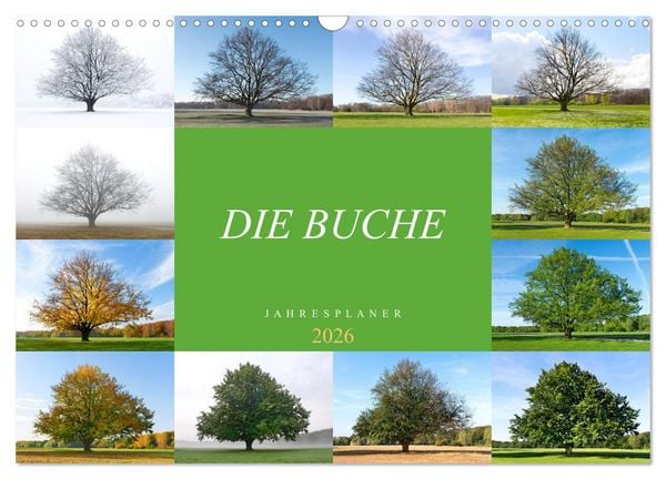 Die Buche: Jahresplaner 2026 (Wandkalender 2026 DIN A3 quer), CALVENDO Monatskalender