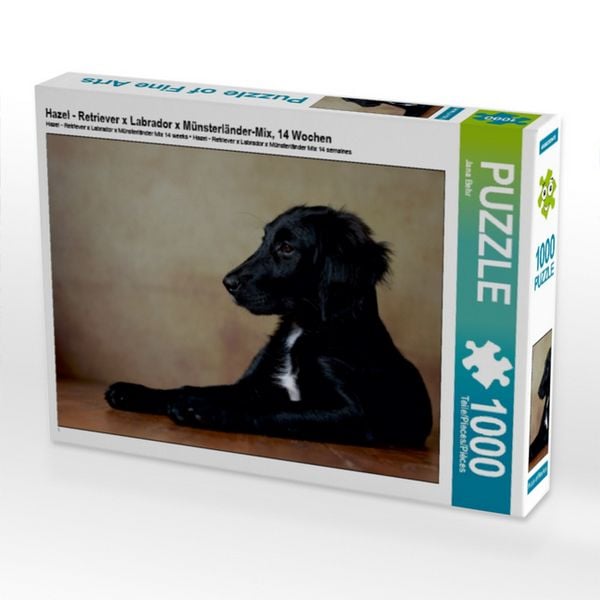 CALVENDO Puzzle Hazel - Retriever x Labrador x Münsterländer-Mix, 14 Wochen 1000 Teile Puzzle quer 1000 Teile Lege-Größe 64 × 48 cm Foto-Puzzle für glückliche Stunden