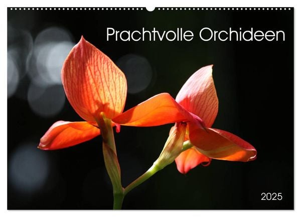 Prachtvolle Orchideen (Wandkalender 2025 DIN A2 quer), CALVENDO Monatskalender
