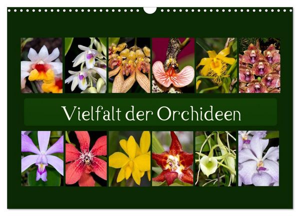 Vielfalt der Orchideen (Wandkalender 2026 DIN A3 quer), CALVENDO Monatskalender