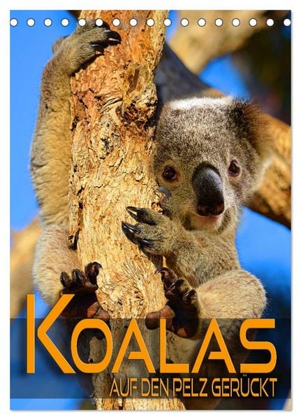 Koalas auf den Pelz gerückt (Tischkalender 2026 DIN A5 hoch), CALVENDO Monatskalender