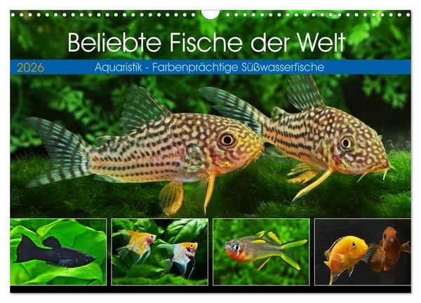Beliebte Fische der Welt (Wandkalender 2026 DIN A3 quer), CALVENDO Monatskalender
