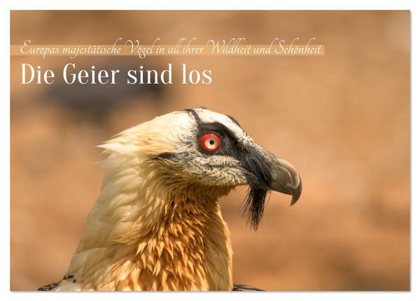 Die Geier sind los (Tischkalender 2026 DIN A5 quer), CALVENDO Monatskalender