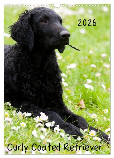 Curly Coated Retriever 2026 (Wandkalender 2026 DIN A3 hoch), CALVENDO Monatskalender