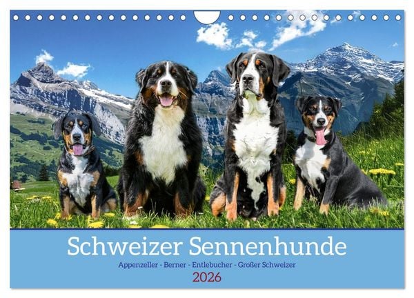 Schweizer Sennenhunde - Appenzeller - Berner - Entlebucher - Große Schweizer (Wandkalender 2026 DIN A4 quer), CALVENDO Monatskalender