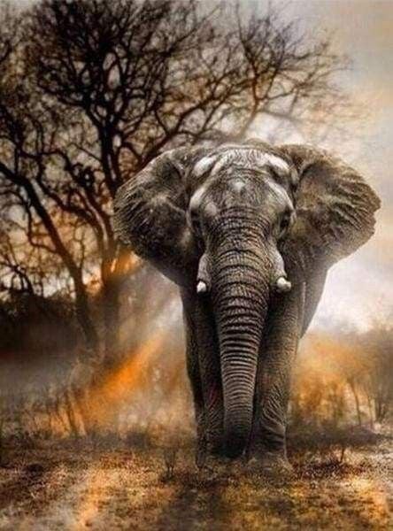 FiguredArt DP-163-Y - Diamond Painting, Elefant in der Savanne, Leinwand-Keilrahmen 40x50cm, Diamond Painting Set