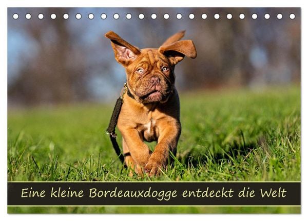 Eine kleine Bordeauxdogge entdeckt die Welt (Tischkalender 2026 DIN A5 quer), CALVENDO Monatskalender