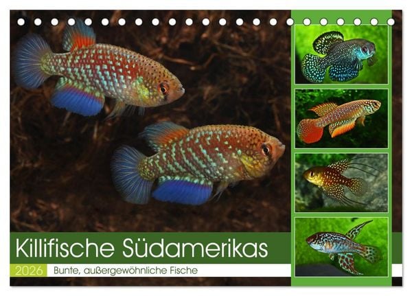 Killifische Südamerikas (Tischkalender 2026 DIN A5 quer), CALVENDO Monatskalender