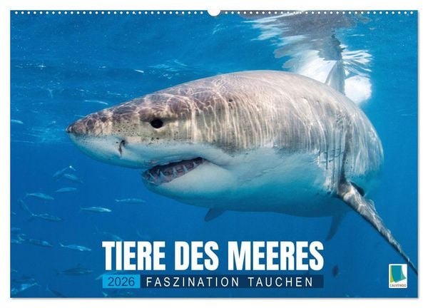 Tiere des Meeres: Faszination Tauchen (Wandkalender 2026 DIN A2 quer), CALVENDO Monatskalender