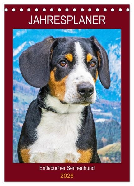 Jahresplaner Entlebucher Sennenhund (Tischkalender 2026 DIN A5 hoch), CALVENDO Monatskalender