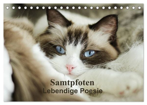 Samtpfoten Lebendige Poesie (Tischkalender 2025 DIN A5 quer), CALVENDO Monatskalender