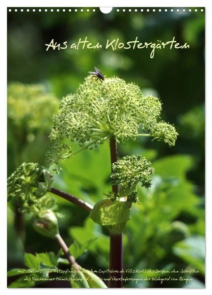 Aus alten Klostergärten (Wandkalender 2025 DIN A3 hoch), CALVENDO Monatskalender
