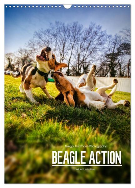Beagle Action - Wilde Kuscheltiere (Wandkalender 2026 DIN A3 hoch), CALVENDO Monatskalender