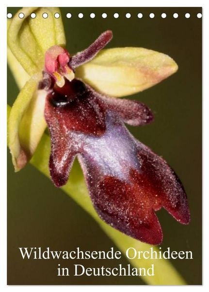 Wildwachsende Orchideen in Deutschland (Tischkalender 2027 DIN A5 hoch), CALVENDO Monatskalender