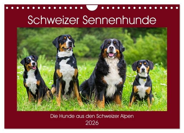 Schweizer Sennenhunde - die Hunde aus den Schweizer Alpen (Wandkalender 2026 DIN A4 quer), CALVENDO Monatskalender
