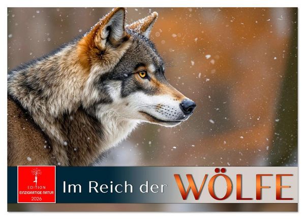 Im Reich der Wölfe (Tischkalender 2026 DIN A5 quer), CALVENDO Monatskalender
