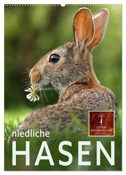 Niedliche Hasen (Wandkalender 2026 DIN A2 hoch), CALVENDO Monatskalender