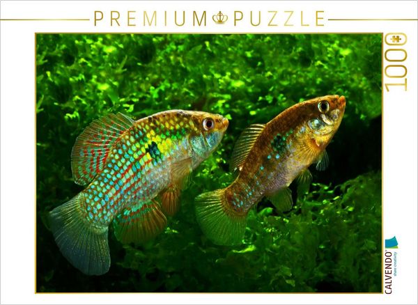 CALVENDO Puzzle Jordanella floridae, FLORIDA U.S.A 1000 Teile Lege-Größe 64x48cm Foto-Puzzle für glückliche Stunden