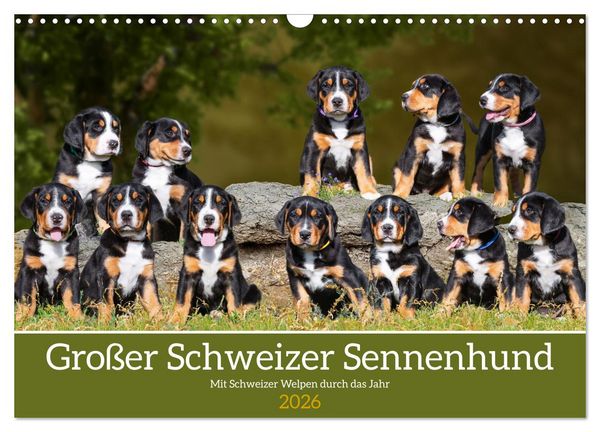 Großer Schweizer Sennenhund - Mit Schweizer Welpen durch das Jahr (Wandkalender 2026 DIN A3 quer), CALVENDO Monatskalender