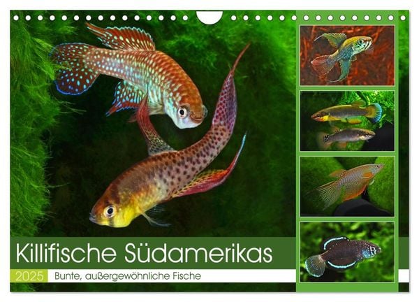 Killifische Südamerikas (Wandkalender 2025 DIN A4 quer), CALVENDO Monatskalender