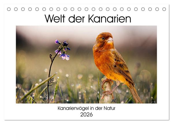 Welt der Kanarien (Tischkalender 2026 DIN A5 quer), CALVENDO Monatskalender