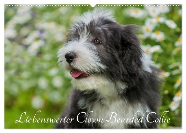 Liebenswerter Clown Bearded Collie (Wandkalender 2027 DIN A2 quer), CALVENDO Monatskalender