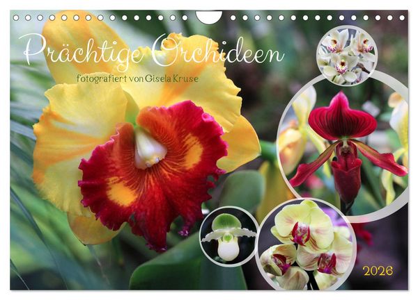 Prächtige Orchideen (Wandkalender 2026 DIN A4 quer), CALVENDO Monatskalender