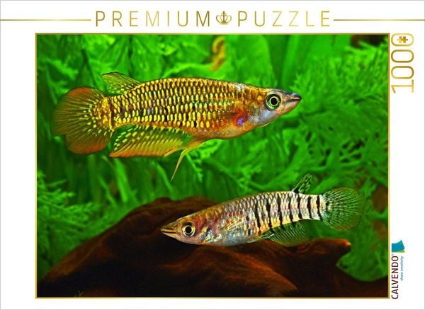 CALVENDO Puzzle Aplocheilus lineatus, INDIEN 1000 Teile Lege-Größe 64x48cm Foto-Puzzle für glückliche Stunden
