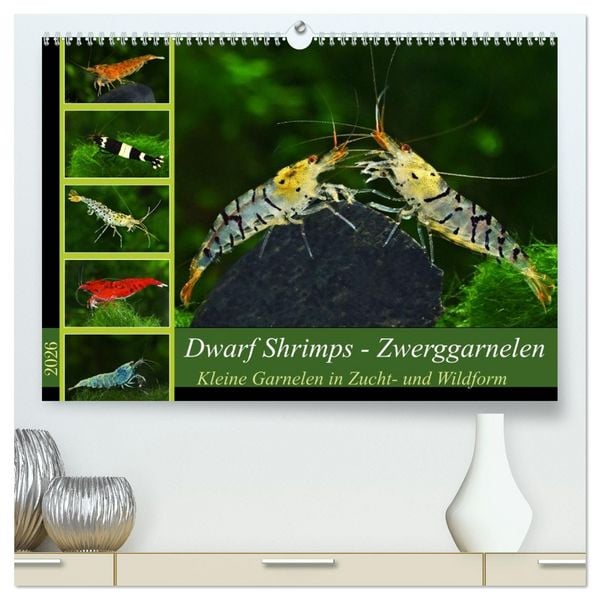Dwarf Shrimps - Zwerggarnelen (hochwertiger Premium Wandkalender 2026 DIN A2 quer), Kunstdruck in Hochglanz