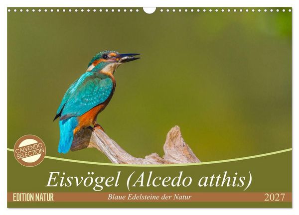 Eisvögel (Alcedo atthis) - Edelsteine der Natur (Wandkalender 2027 DIN A3 quer), CALVENDO Monatskalender