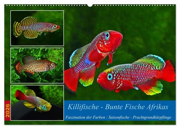 Killifische – Bunte Fische Afrikas (Wandkalender 2026 DIN A2 quer), CALVENDO Monatskalender