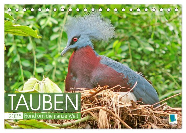 Tauben rund um die ganze Welt (Tischkalender 2025 DIN A5 quer), CALVENDO Monatskalender