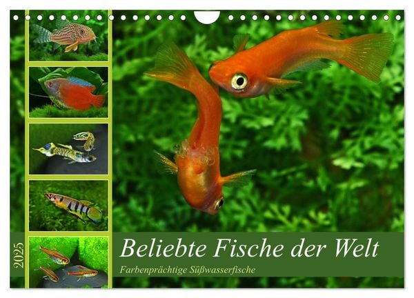 Beliebte Fische der Welt (Wandkalender 2025 DIN A4 quer), CALVENDO Monatskalender