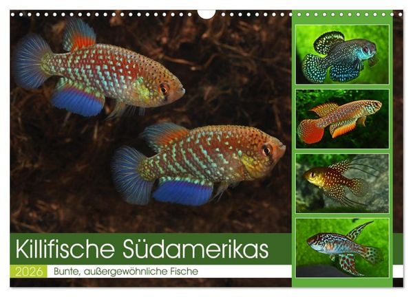 Killifische Südamerikas (Wandkalender 2026 DIN A3 quer), CALVENDO Monatskalender